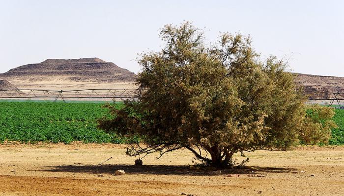 Agriculture in the Disi-Mudawwara area, Jordan, 2009. Source: Andreas Renck.