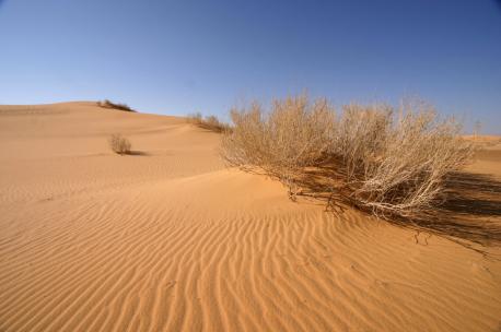 The desert between Sakaka and Tayma, Saudi Arabia, 2006. Source: Walter Callens.