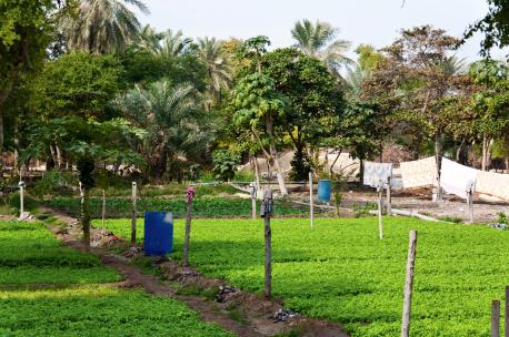 Agriculture in Bahrain, 2011. Source: Michele Solmi. 